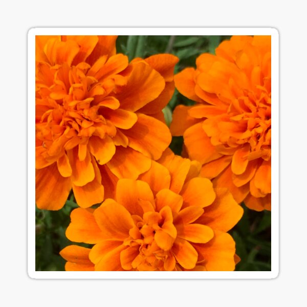 Burnt Orange Mum Flowers Sticker
