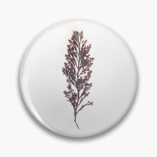 Item preview, Mediterranean Seaweed Cystyoseira Herbarium designed and sold by everydaybotany.