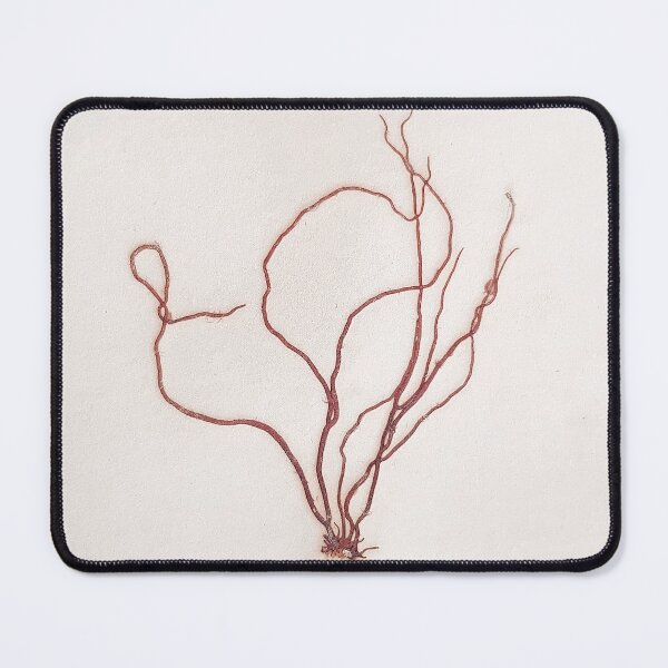 Item preview, Mediterranean Seaweed Nemalion Herbarium designed and sold by everydaybotany.