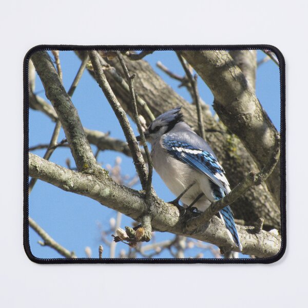 Item preview, Blue Jay designed and sold by aidendale.