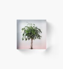 Ficus Acrylic Block