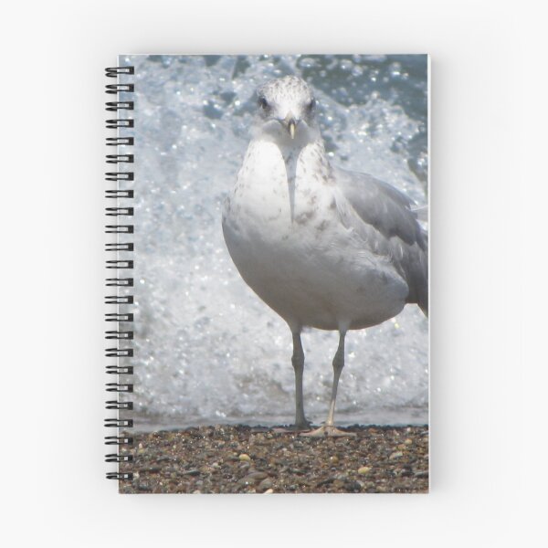 Item preview, Ring-billed Gull designed and sold by aidendale.