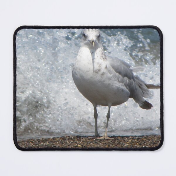 Item preview, Ring-billed Gull designed and sold by aidendale.