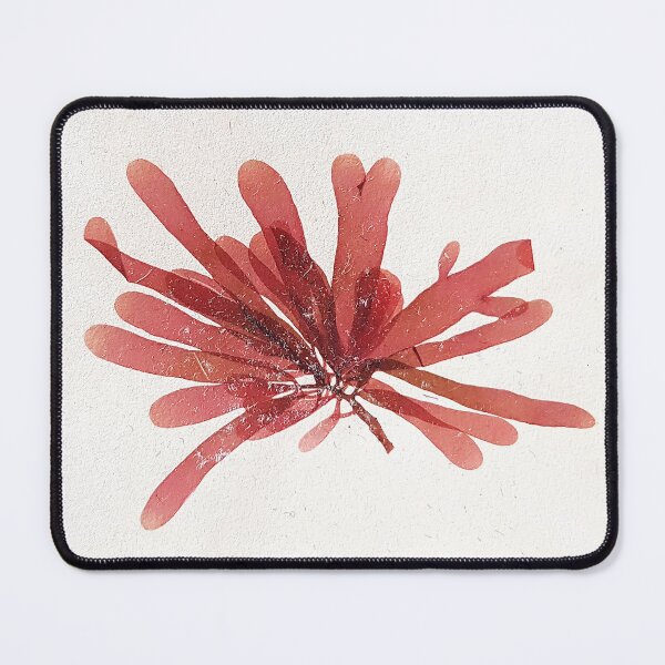 Item preview, Mediterranean Seaweed Palmaria Herbarium designed and sold by everydaybotany.