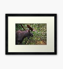 Bull Moose Framed Print