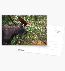 Bull Moose Postcards
