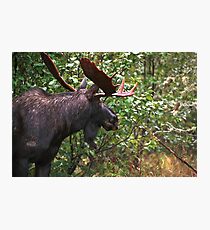 Bull Moose Photographic Print