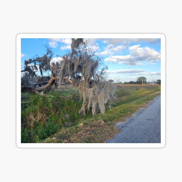 Item preview, Spanish moss tree in Florida designed and sold by reformedfruit.