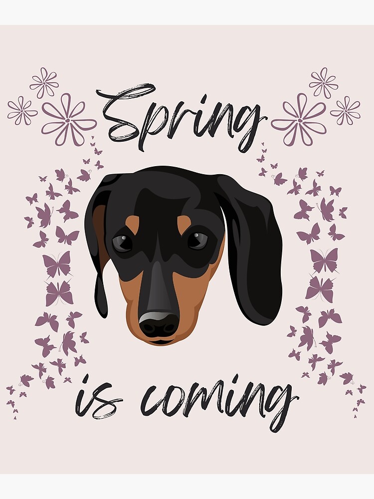 Spring is coming with Doxie Head, Butterflies nad Flowers