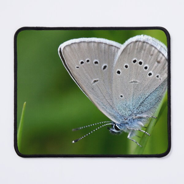 Item preview, Grey Argus Butterfly designed and sold by Krys Bailey.