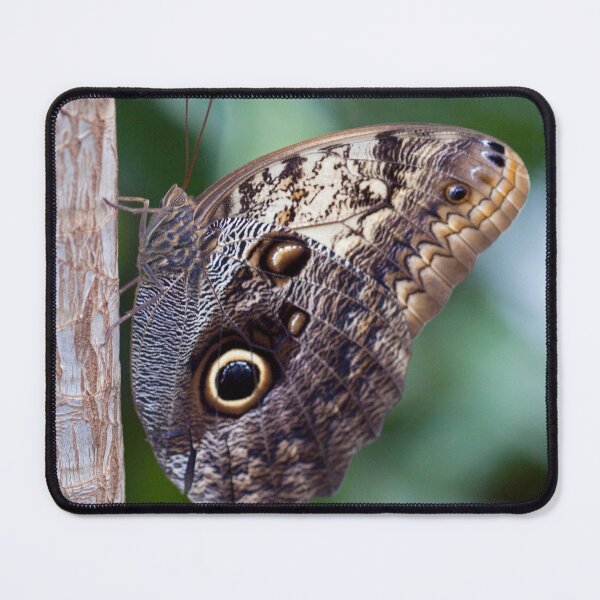 Item preview, Owl Butterfly designed and sold by Krys Bailey.