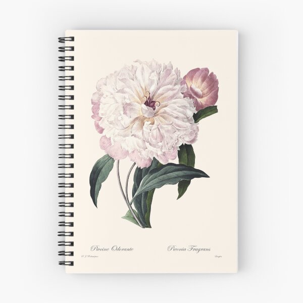Item preview, Paeonia Fragrans | Peony | Pierre Joseph Redouté | Vintage Botanical Art Print designed and sold by LaMadeleine.