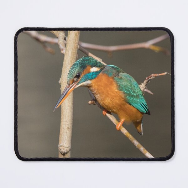 Item preview, Common Kingfisher designed and sold by LaurenTucker.