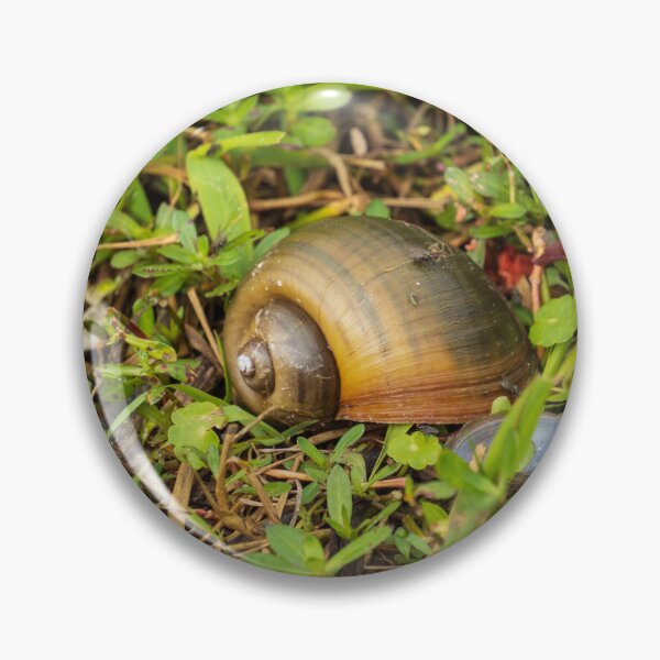Item preview, Spiraling Apple Snail Shell designed and sold by TinyDinoDesigns.