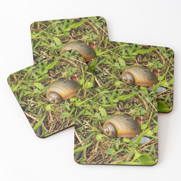 Item preview, Spiraling Apple Snail Shell designed and sold by TinyDinoDesigns.