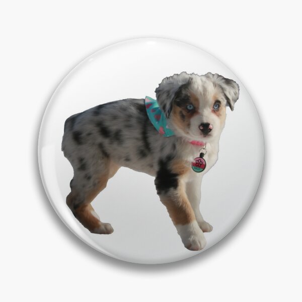 Artikelvorschau, Oakley der Mini-Australian Shepherd #2 entworfen und verkauft von jeff7109.