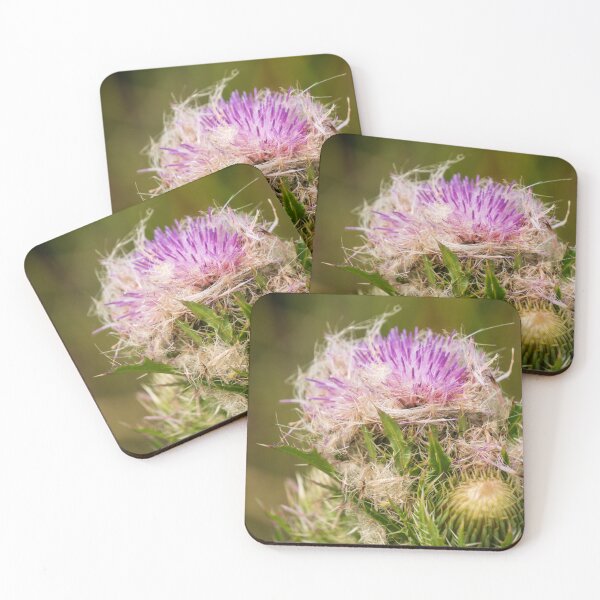 Item preview, Bristly Thistle | Everglades National Park designed and sold by TinyDinoDesigns.