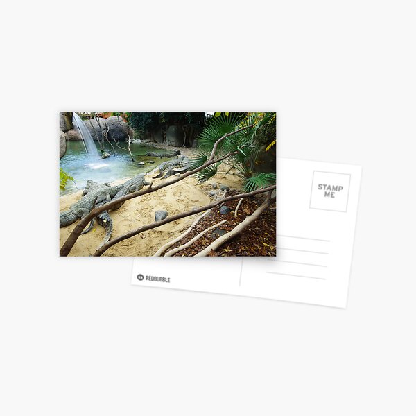 Lots of Crocks Postcard