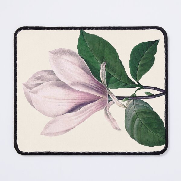 Aperçu de l'œuvre Magnolia soulangeana | La Soucoupe Magnolia | Pierre Joseph Redouté | Impression d'art botanique vintage créée et vendue par LaMadeleine.