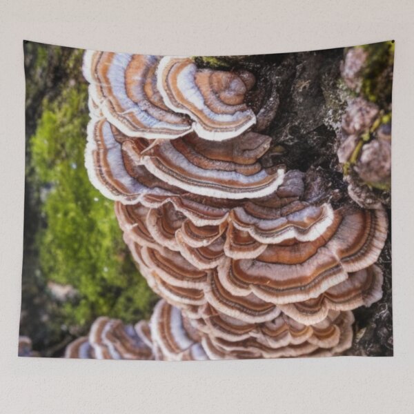 Item preview, Turkey Tail Mushrooms designed and sold by Fungal-Art.