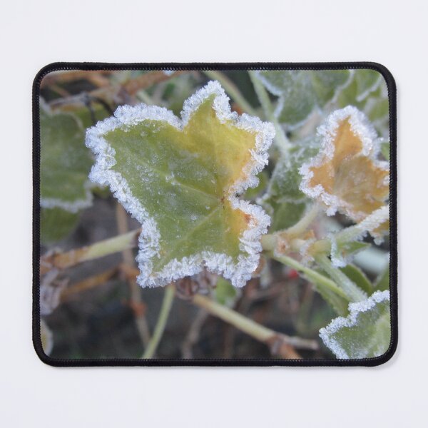 Item preview, Frosted Ivy-leaf Pelargonium - Pelargonium peltatum designed and sold by lezvee.