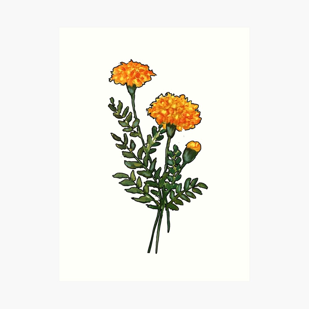 How to draw marigold flower - YouTube