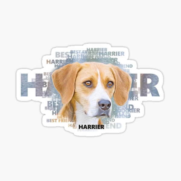 Harrier puppies hot sale for sale