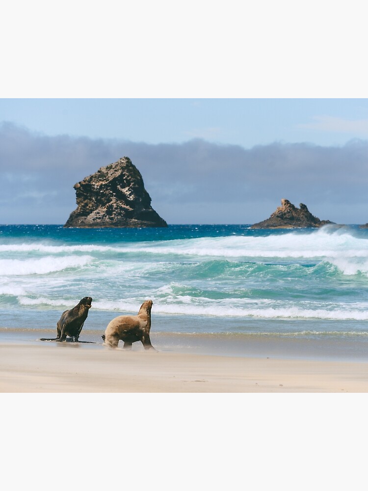 Disover Sea Lions and Ocean Waves at Beach in Otago New Zealand Premium Matte Vertical Poster