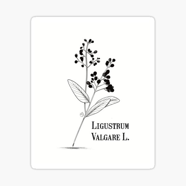 Ligustrum Valgare L. Sticker