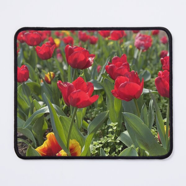 Item preview, Tulip blooms, Araluen, Western Australia designed and sold by NimbleFish.
