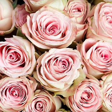 Artwork thumbnail, Roses, Roses and Roses by Kathleen Douglas