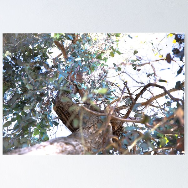 Fade into you. Tree, branches full of magic. Poster
