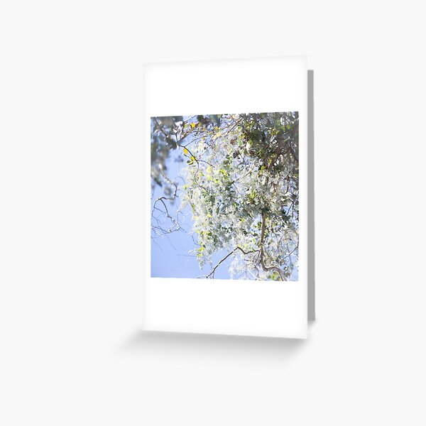 I am. Nature photography, Tree Branches and sky Greeting Card
