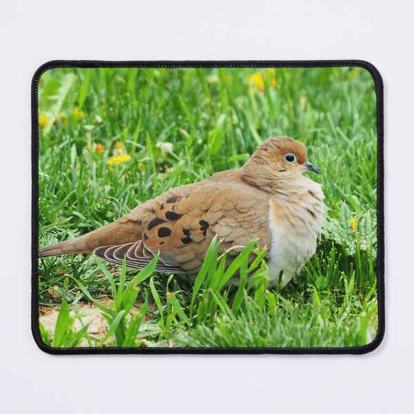 Item preview, Mourning Dove Resting In The Grass designed and sold by BackyardBirder.