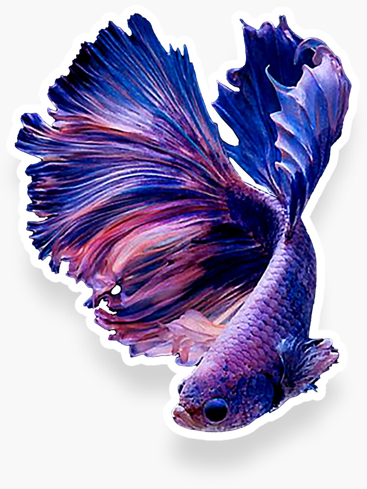 5 Pack Betta Fish Stickers/Magnets/Clings