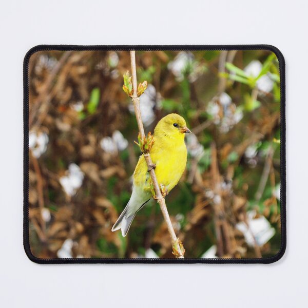 Item preview, An American Goldfinch Perched on a Branch designed and sold by BackyardBirder.