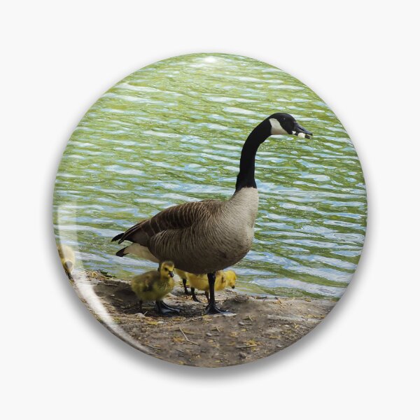 Item preview, Canada Goose Family With Their Goslings - Wild Canada Goose Bird designed and sold by BackyardBirder.