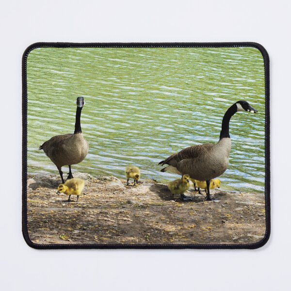 Item preview, Canada Goose Family With Their Goslings - Wild Canada Goose Bird designed and sold by BackyardBirder.