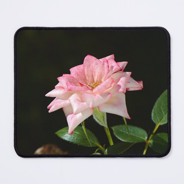Item preview, Late Morning Pink Carpet Rose designed and sold by Joy Watson - Natural Light Photography .