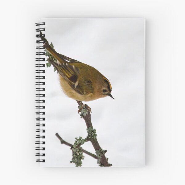 Item preview, Small smaller Goldcrest designed and sold by Jouko Lehto Photography.