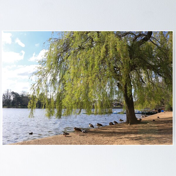 Item preview, Weeping Willow by a Pond designed and sold by pinkal.