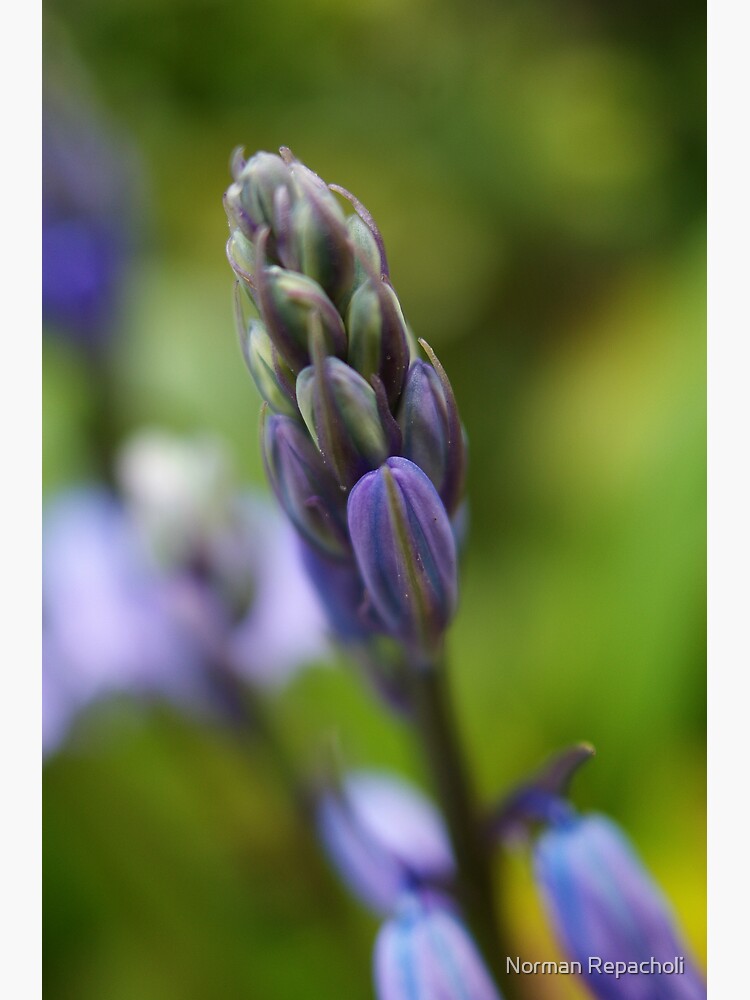 Purple soldier by keystone