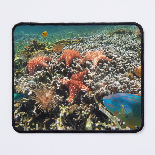 Item preview, Coral reef with starfish and colorful tropical fish Caribbean sea designed and sold by Seaphotoart.
