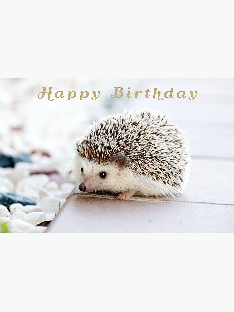 happy birthday hedgehog