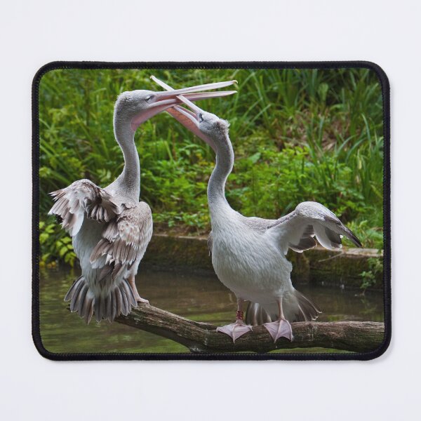 Item preview, Passionate Pelicans designed and sold by Krys Bailey.