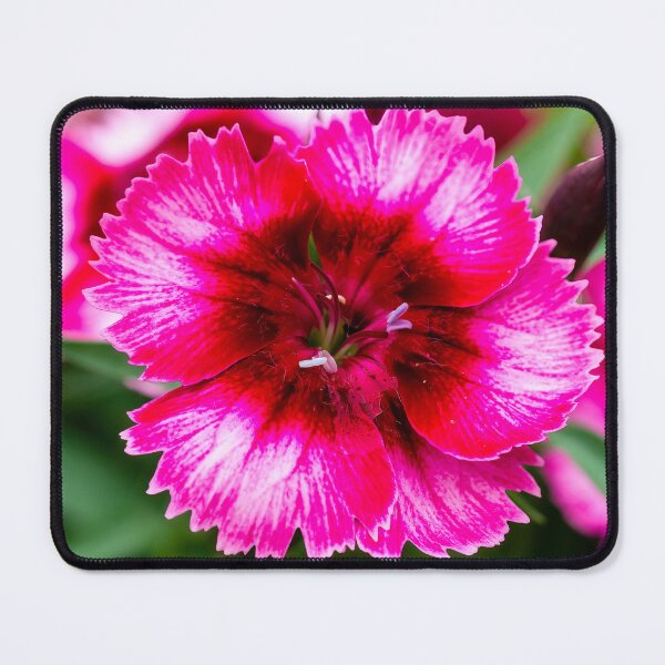 Item preview, Dianthus Raspberry Magic designed and sold by Tanya C  Smith.