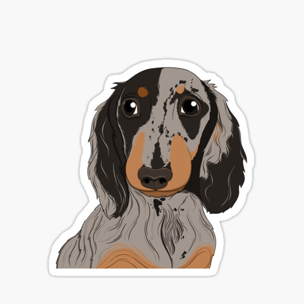 Item preview, Cute Dapple long hair Dachshund - sausage dog, brown dog, miniature sausage dog, dapple dog, red dapple, chocolate dapple designed and sold by SoohieArt.