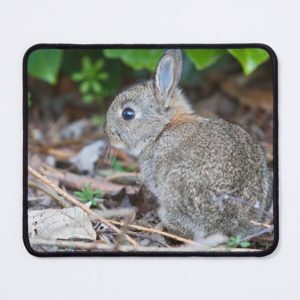 Item preview, Baby Wild Rabbit designed and sold by Krys Bailey.