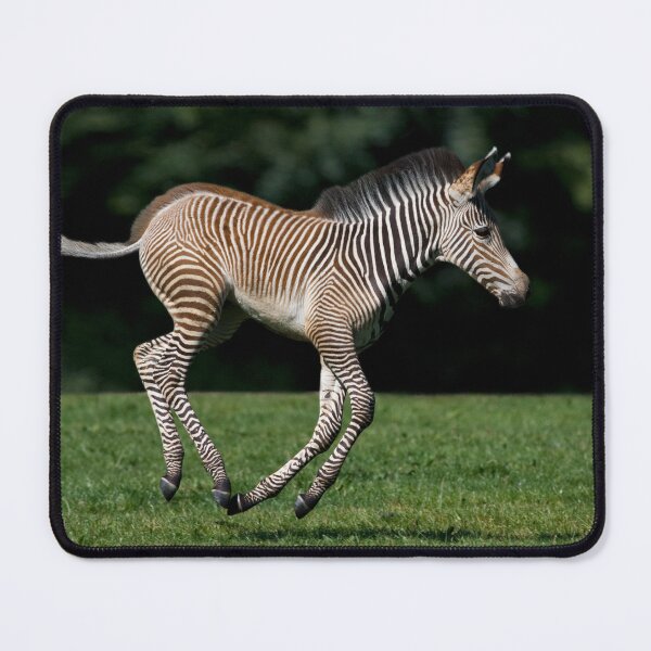 Item preview, Grevy's Zebra Foal designed and sold by Krys Bailey.