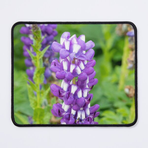 Item preview, Purple And White Lupines designed and sold by Tanya C Smith.